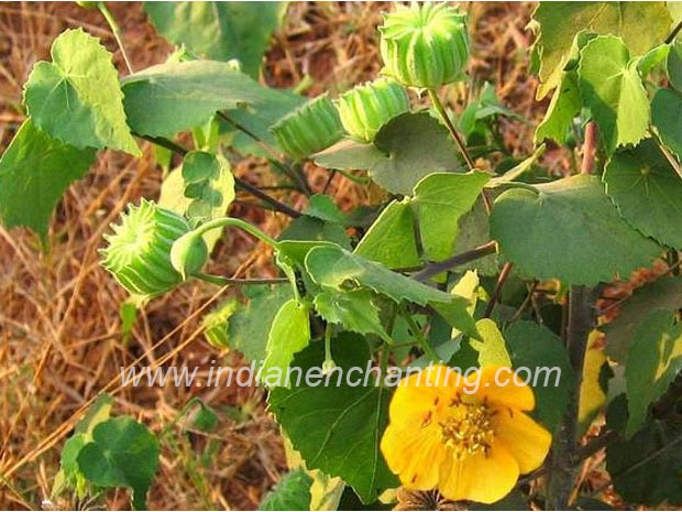 Oorakam Abutilon indicum