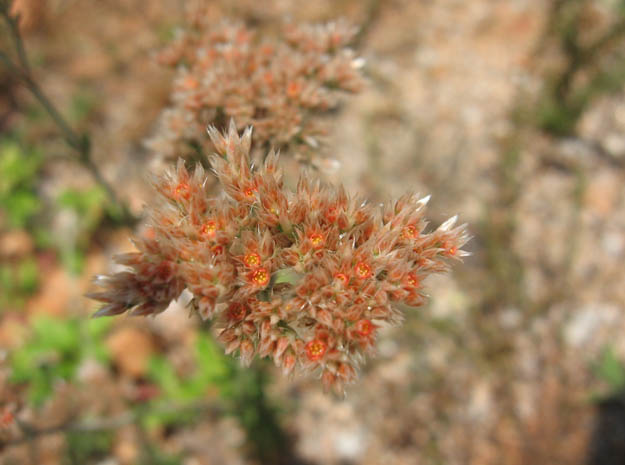 acaramkoli