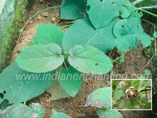 adapathiyan