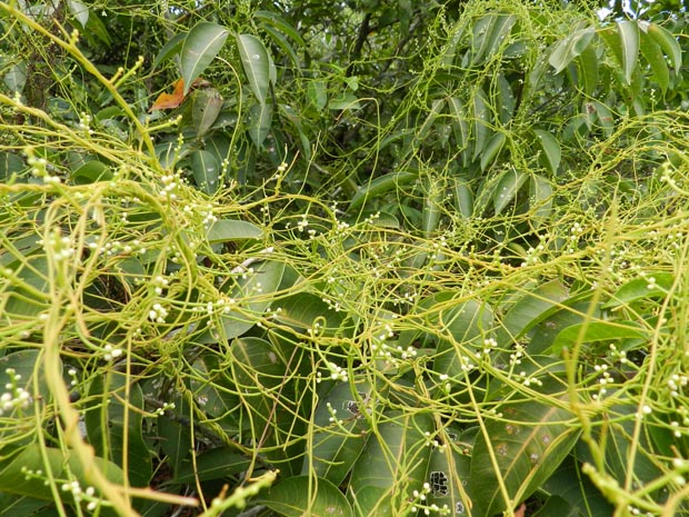 akasavalli