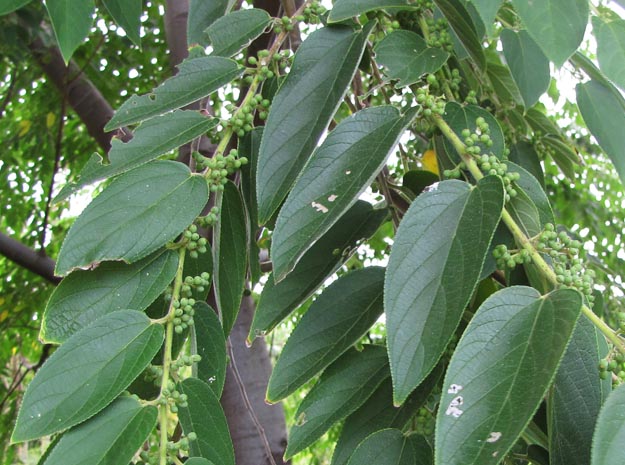 amatali