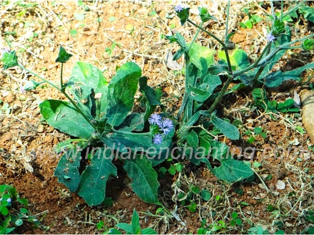anachuvadi