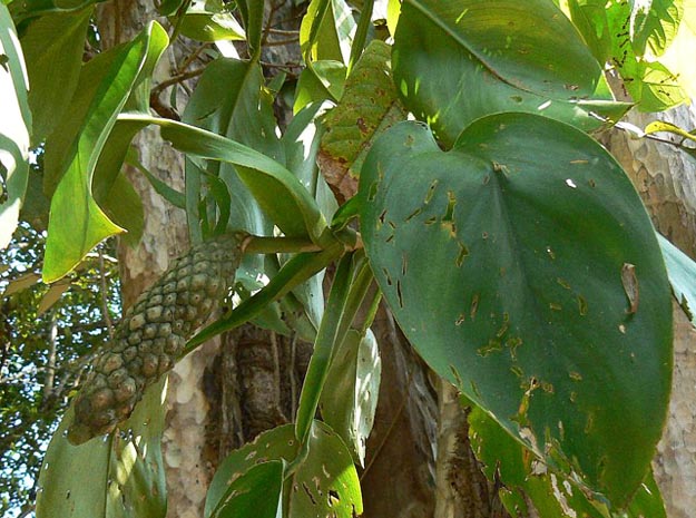anatipali