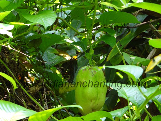 annamunthiri