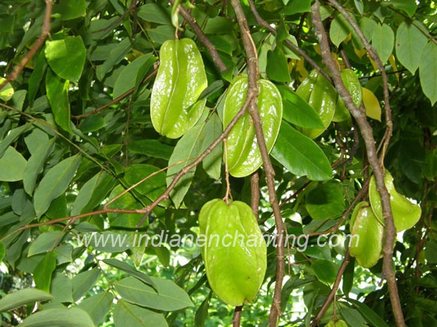 chaturappuli Abutilon indicum