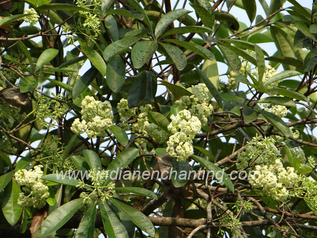ezhilampala