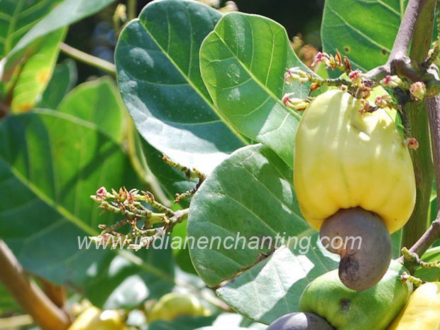 kashumave Abutilon indicum