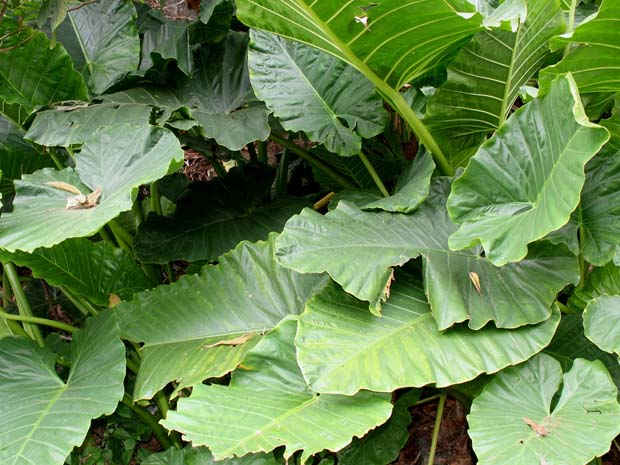 maranchampe velvet leaf