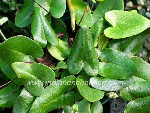 velvet leaf