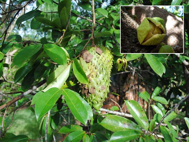 mullata