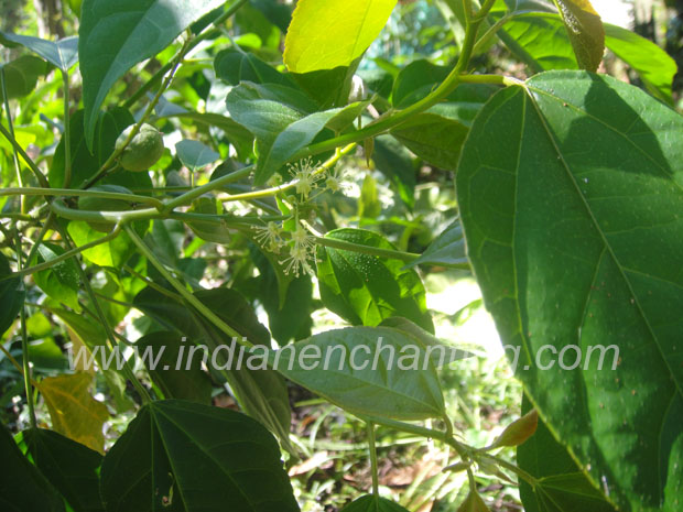 Neervalam velvet leaf