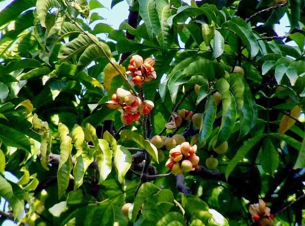 chammaram