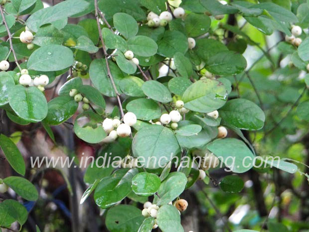 Abutilon indicum