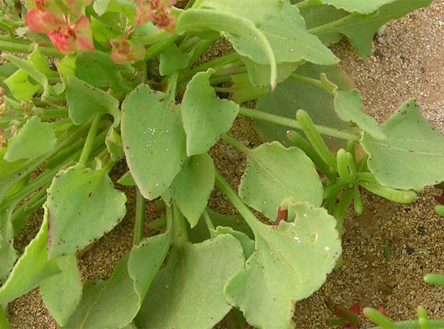 chokankera