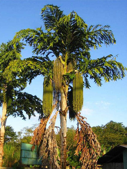 chundapana