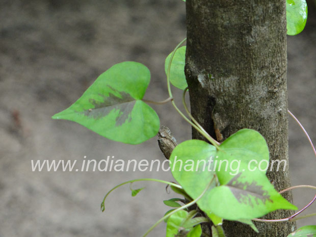 chuttithiruthali