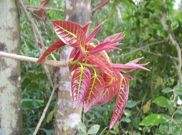 chuvanaaral
