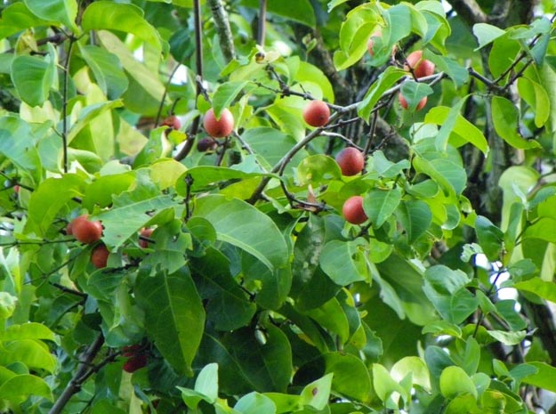 ekanayakam