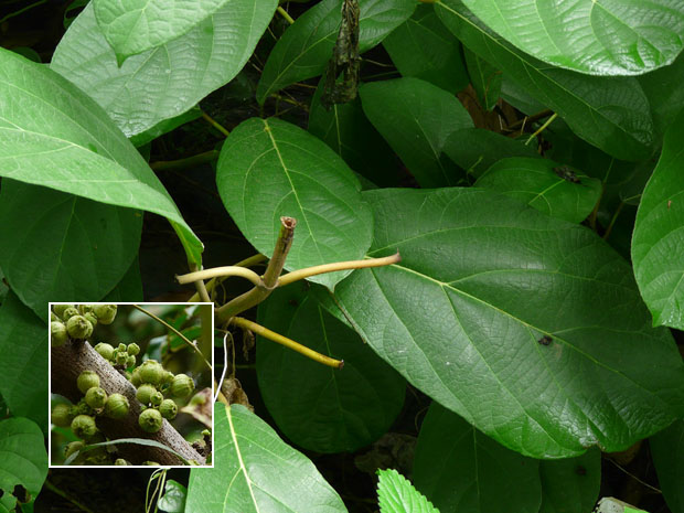 erumanakuu Abutilon indicum