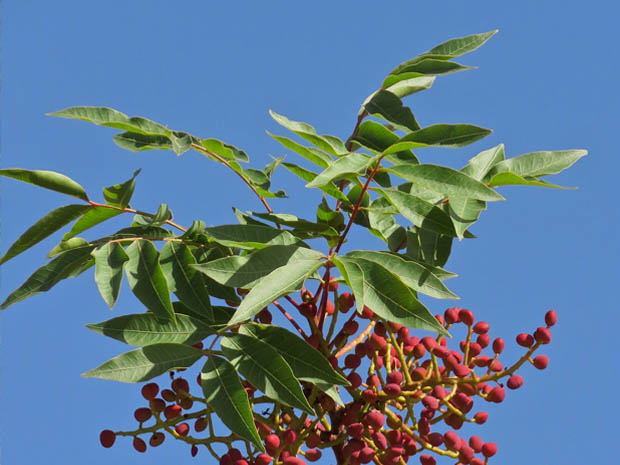 Abutilon indicum