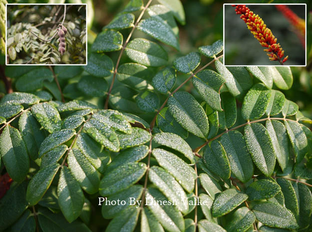 Abutilon indicum