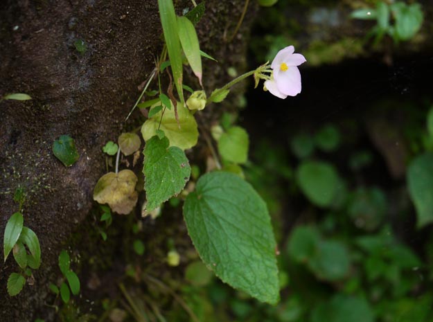 Abutilon indicum