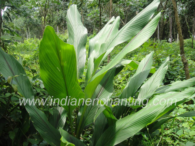 koova2 velvet leaf