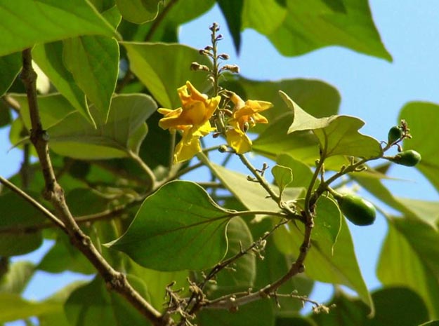 kumbil Abutilon indicum