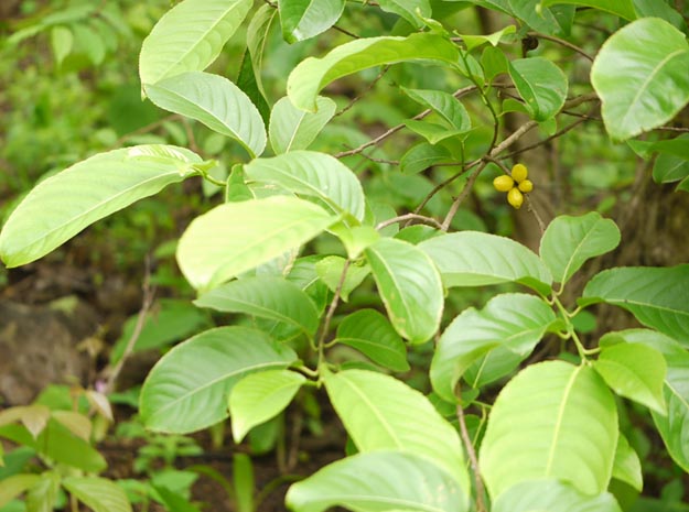 malampavatta velvet leaf