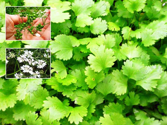 mali velvet leaf