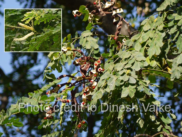 Abutilon indicum