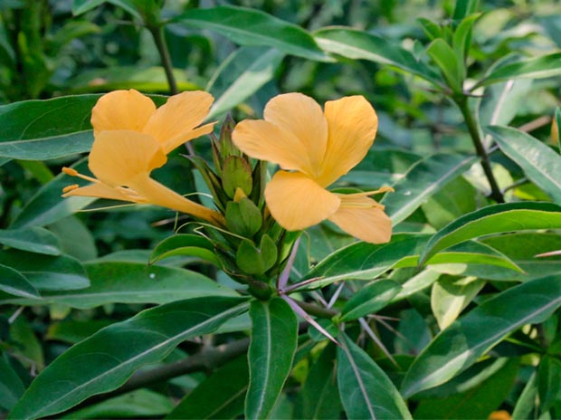 manjakkanakambaram velvet leaf