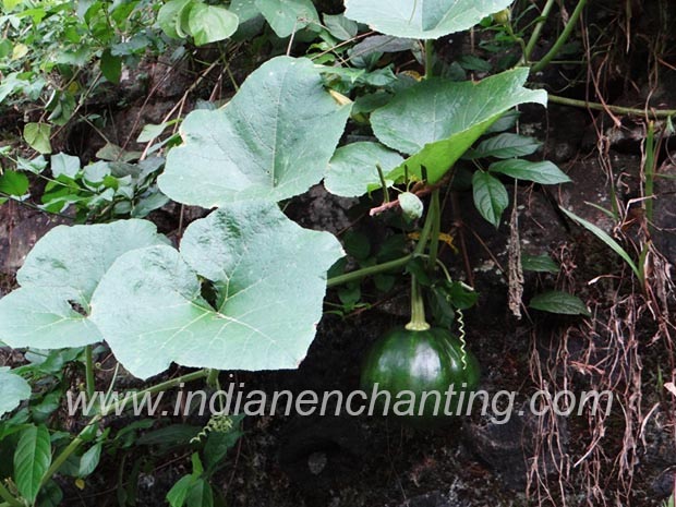 mathan velvet leaf