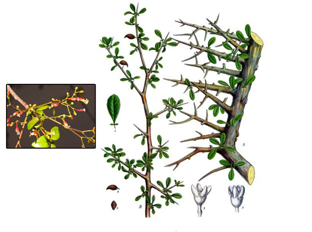 meera velvet leaf