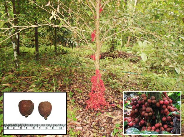 mttipazham velvet leaf