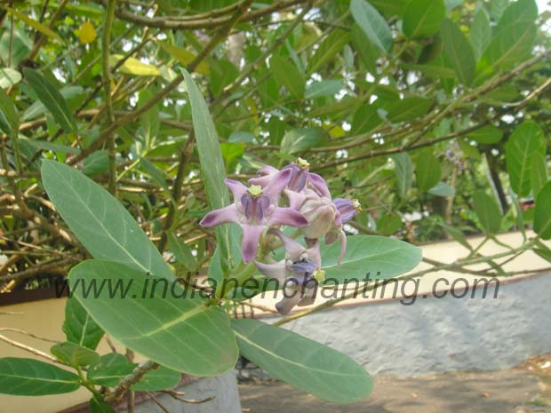 neelaerukku