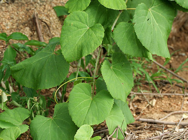 velvet leaf