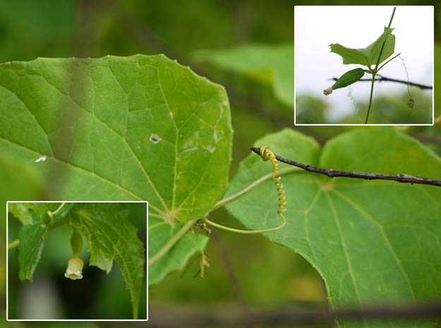 Abutilon indicum