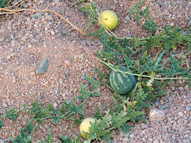 Abutilon indicum