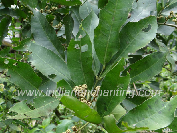 Abutilon indicum