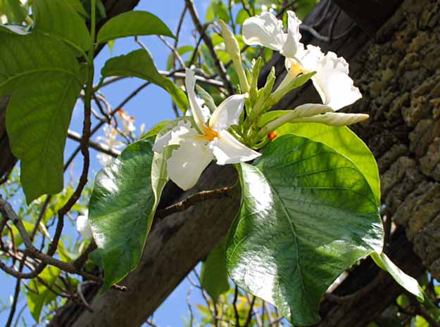 Abutilon indicum