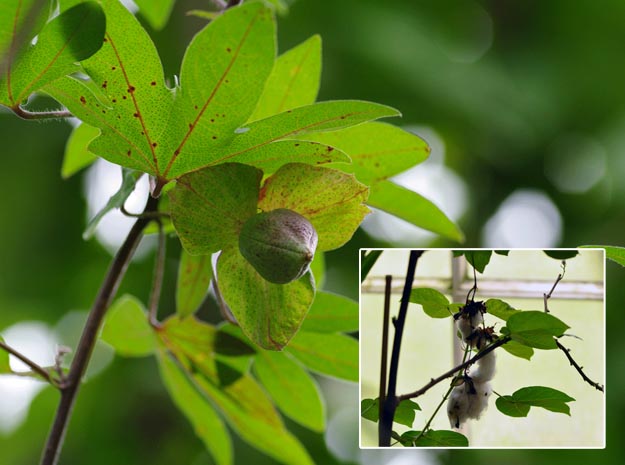 Abutilon indicum