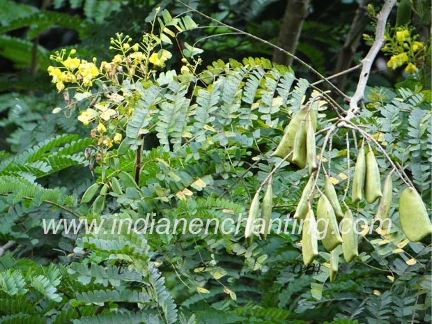 patimukam