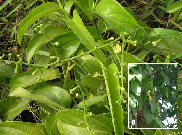 Abutilon indicum