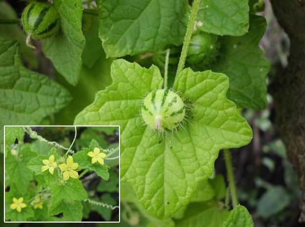 Abutilon indicum