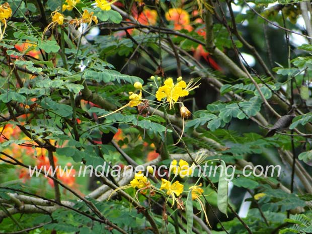 Abutilon indicum