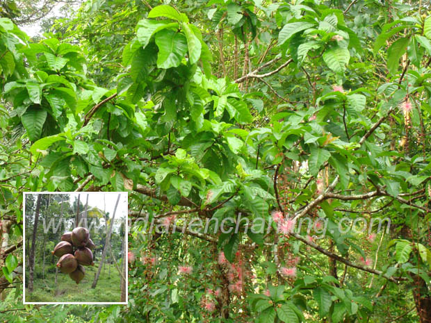 Abutilon indicum