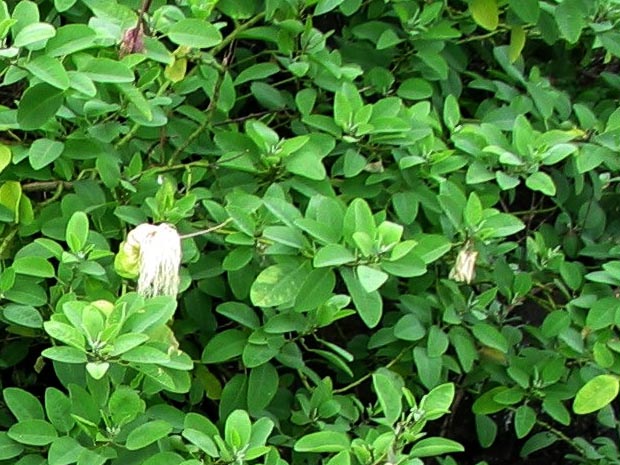 tudlii Abutilon indicum