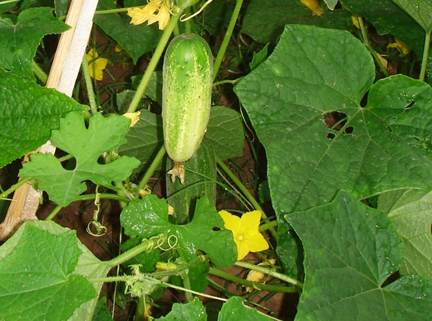 Abutilon indicum