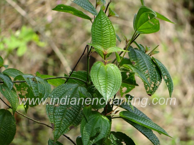 vankadali velvet leaf